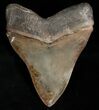 Well Serrated Megalodon Tooth #6311-2